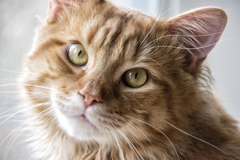 33994888772_4c92b32462_o