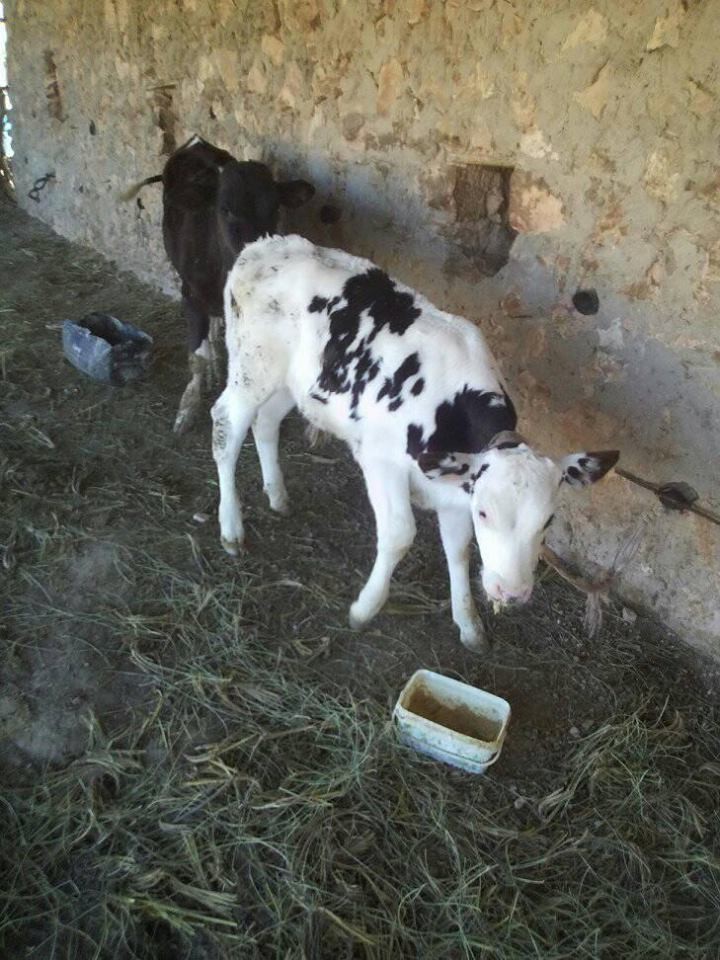 18058004_10211329387262006_2036460856089524406_n