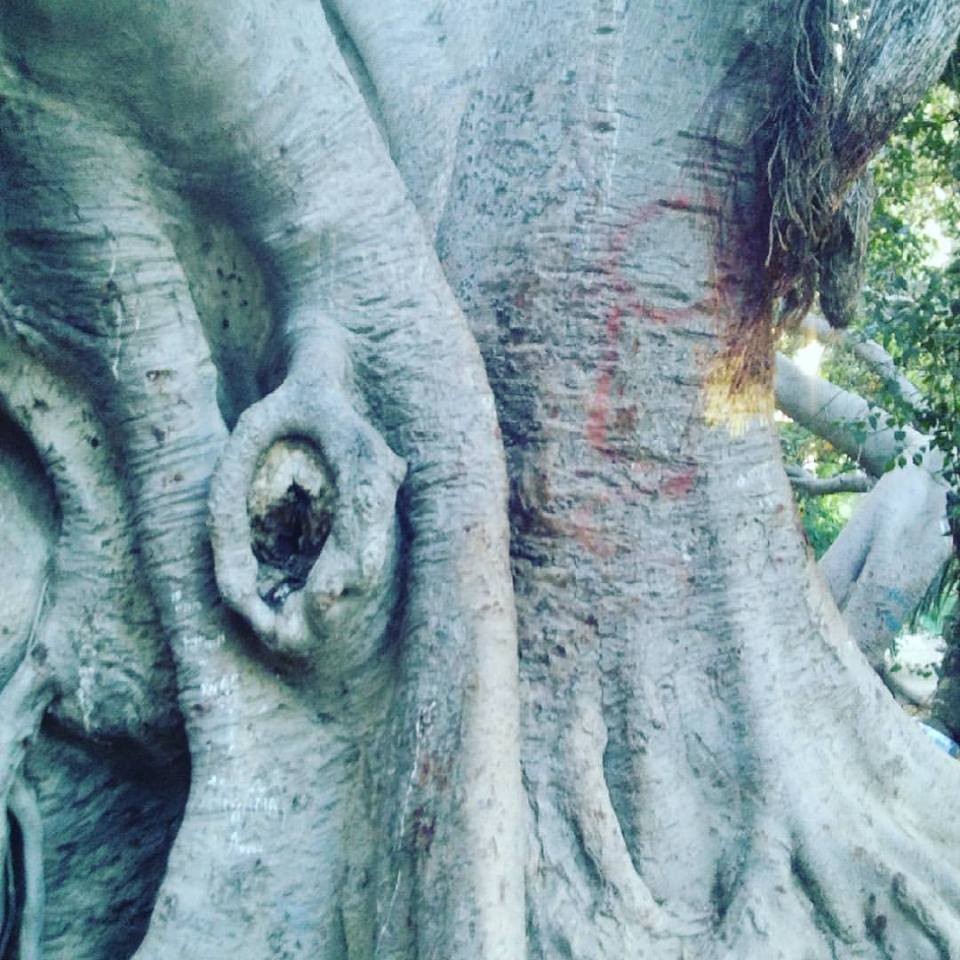 20663905_10212324067128381_6317485818299335514_n