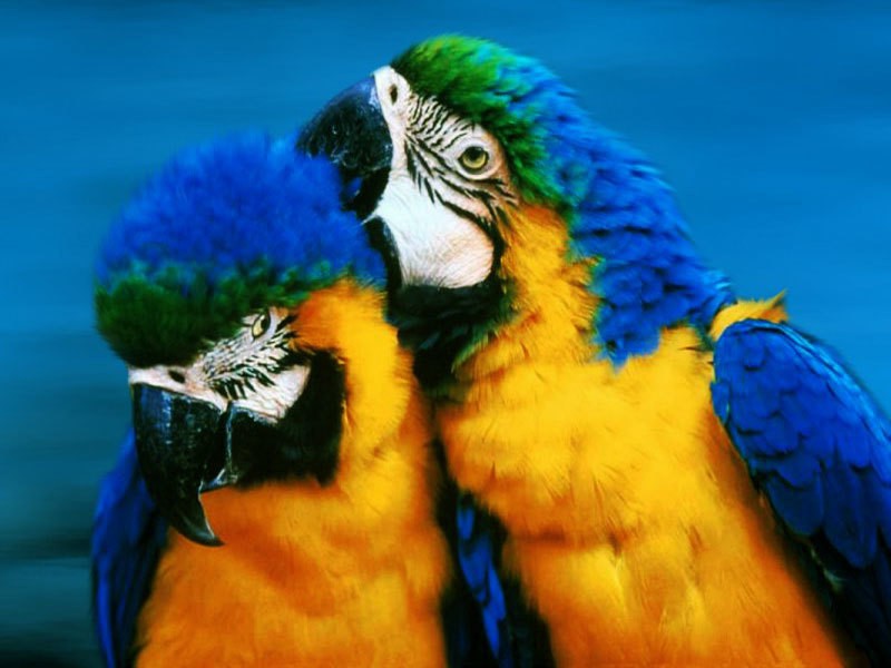 _D8_B5_D9_88_D8_B1-_D8_A8_D8_A8_D8_BA_D8_A7_D9_88_D8_A7_D8_AA-2