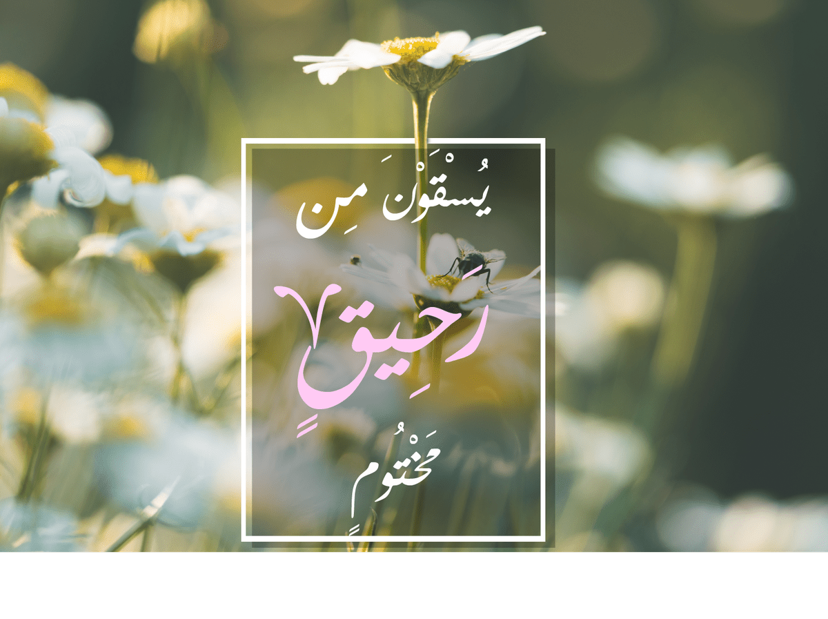 daisy-flowers-3-picjumbo-com