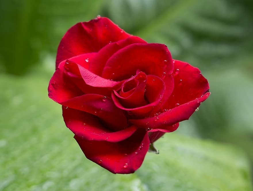 emotion-roses-red-rose-budding-the-water