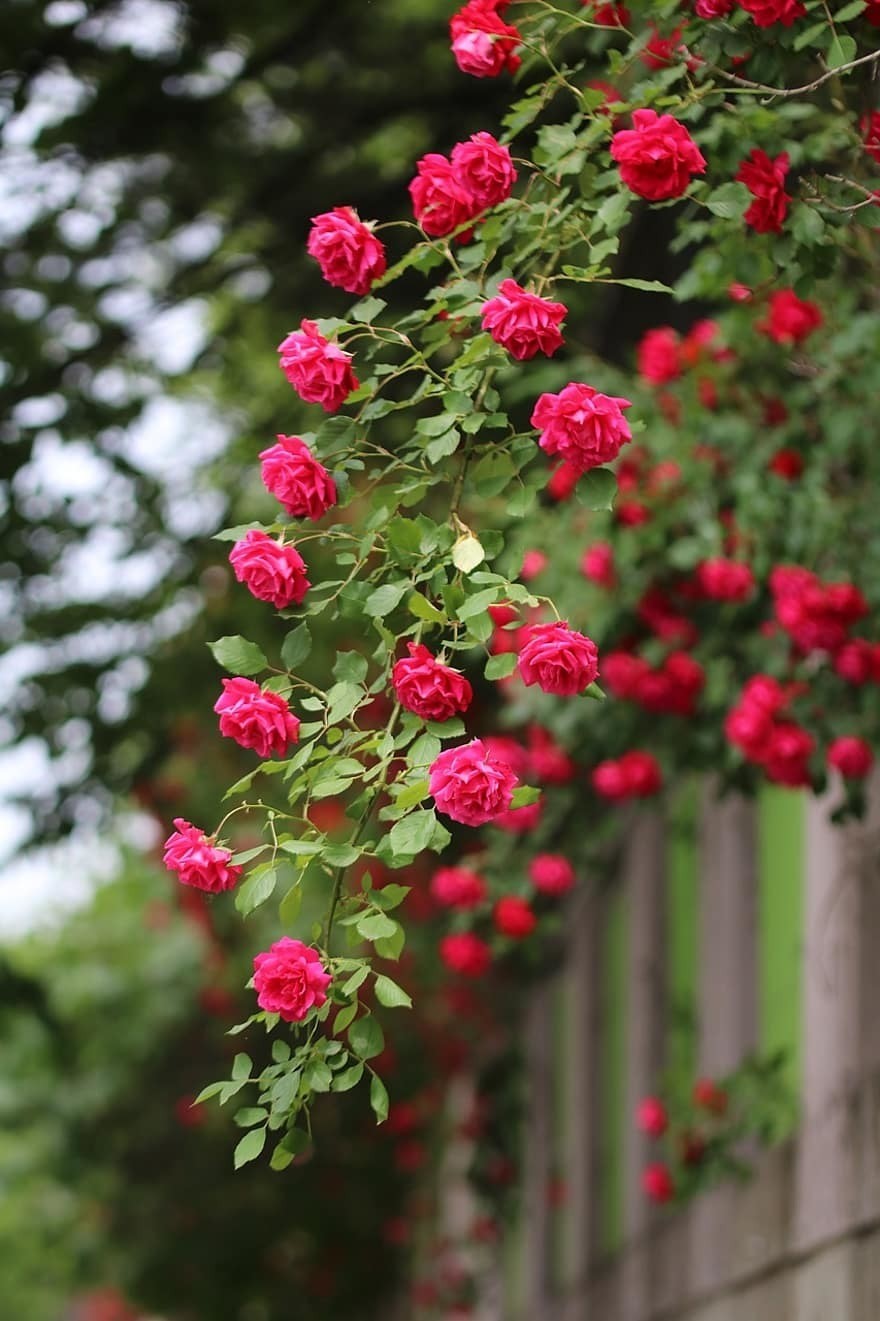 rose-rose-vines-nature-plants-beautiful-red-roses-rose-vine-fence