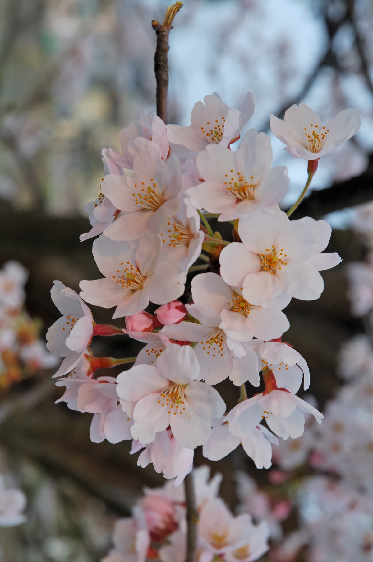 Cherry-blossom