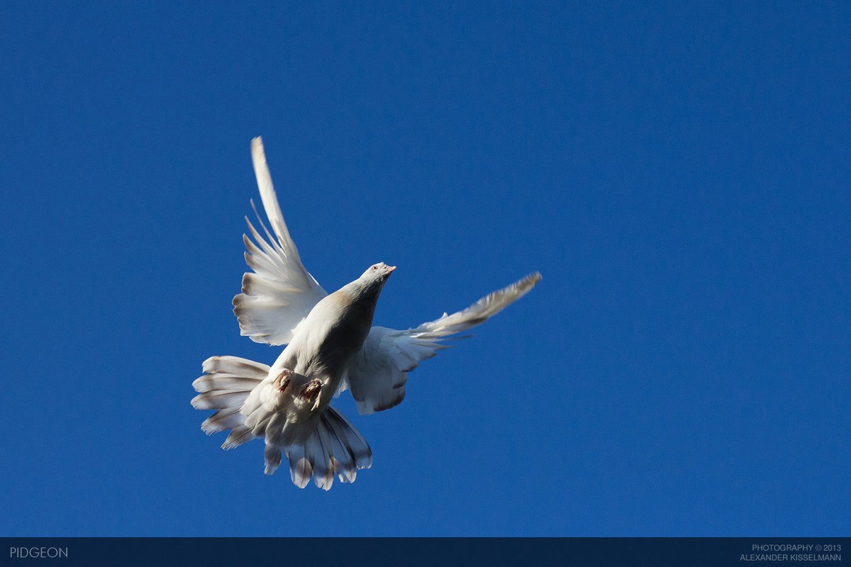 أنظر أين يحلق