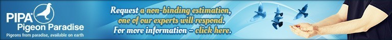 C__Data_Users_DefApps_AppData_INTERNETEXPLORER_Temp_Saved_Images_auction_overview_estimation_en_3
