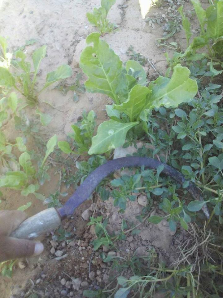 18119093_10211329372861646_6560708737006152865_n