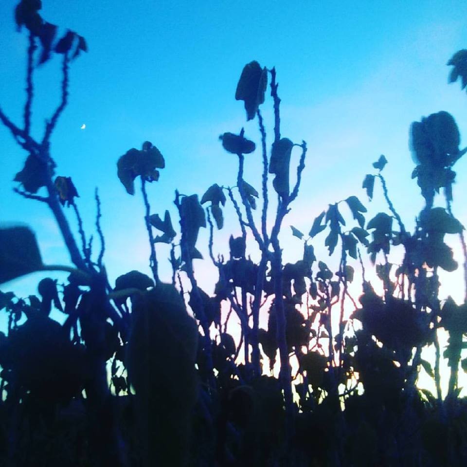 20430092_10212217946395429_1735100912915742767_n