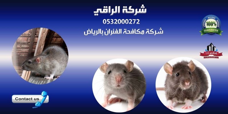 شركة مكافحة فئران في الرياض M