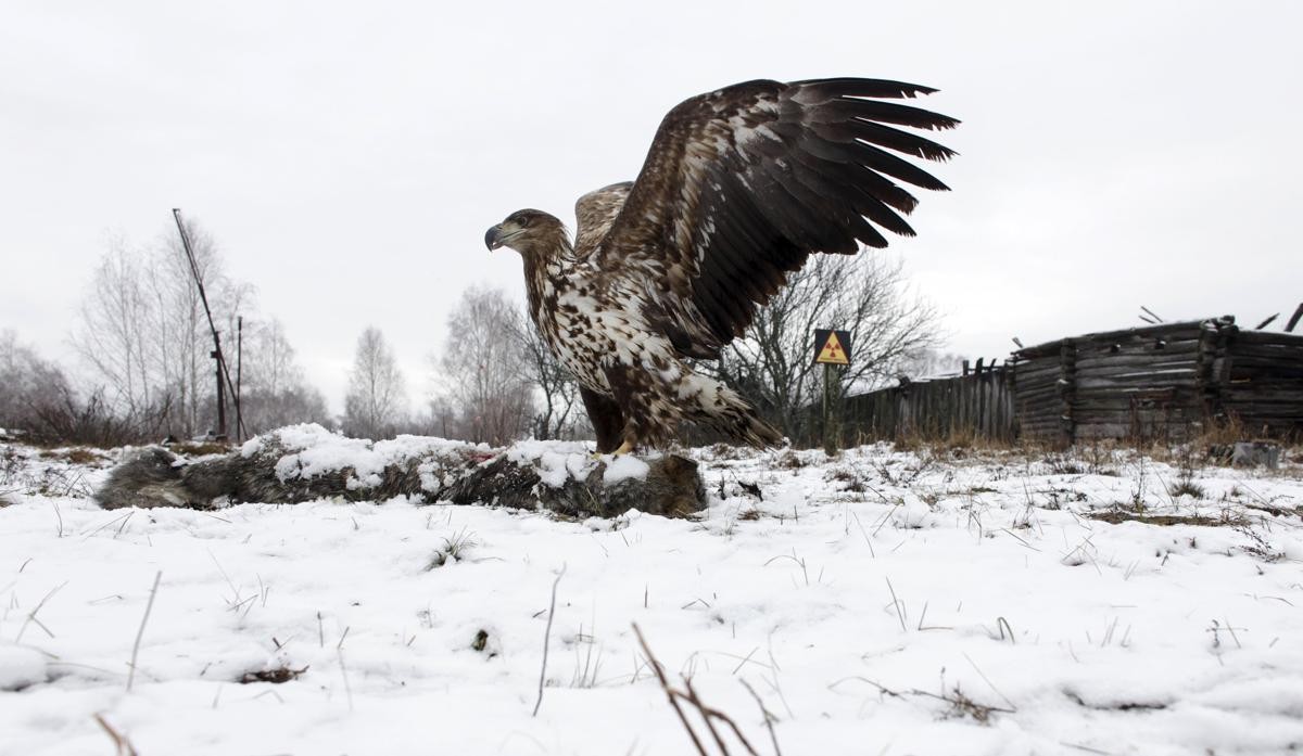 2016-04-06T120355Z_751818898_GF10000372378_RTRMADP_3_BELARUS-CHERNOBYL-WILDLIFE