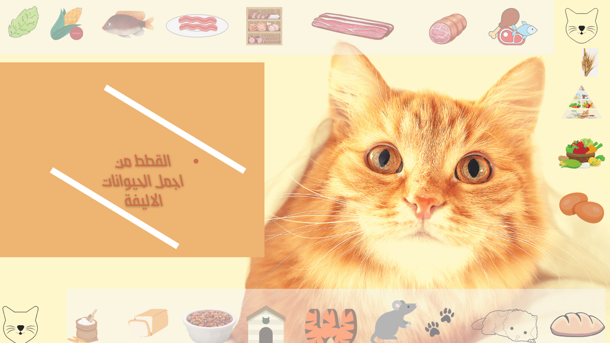 تصميم_غلاف_فيس_بوك_عن_القطط