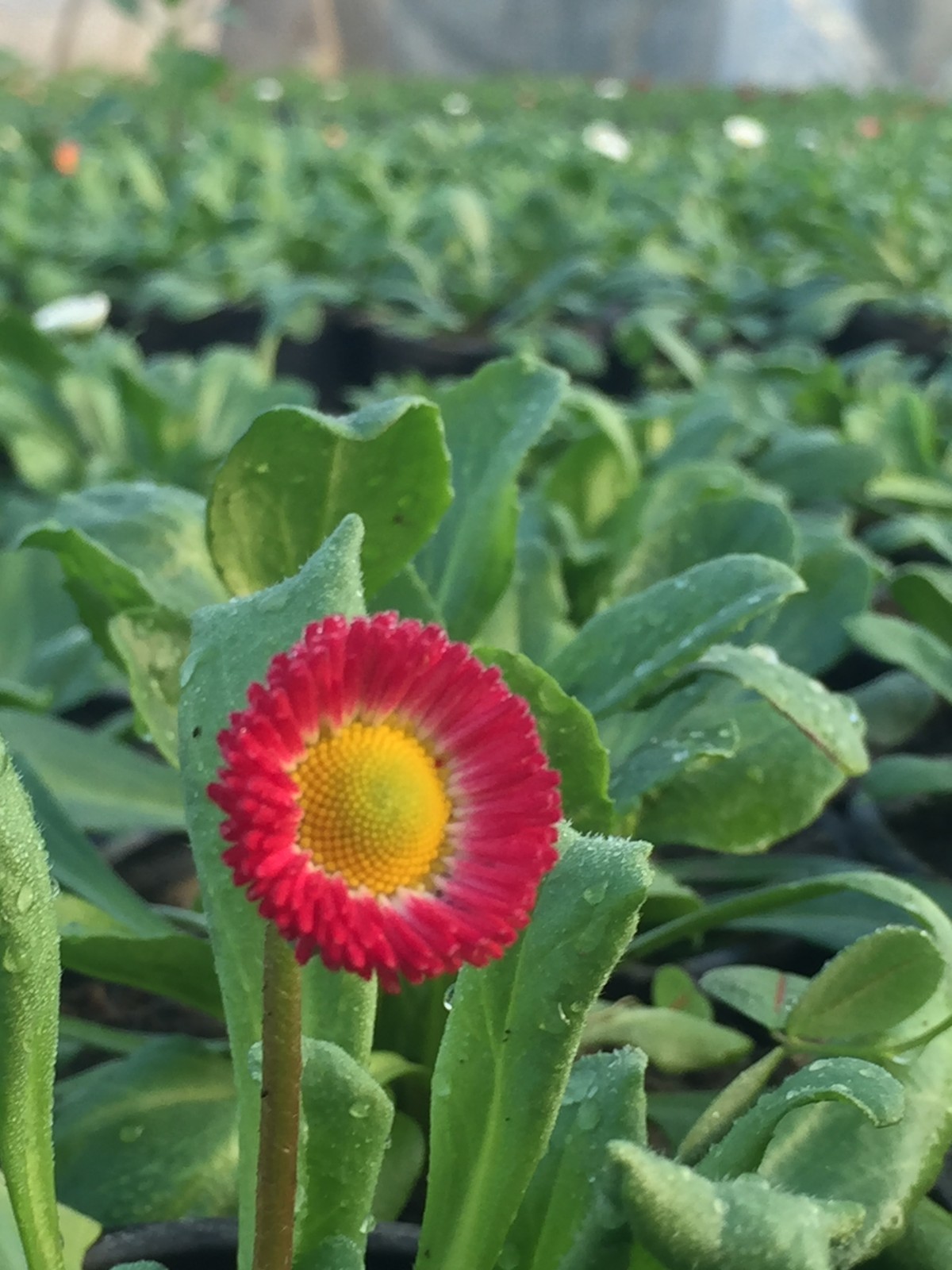 E5A0D96A-548D-43FA-8222-052315E5A142