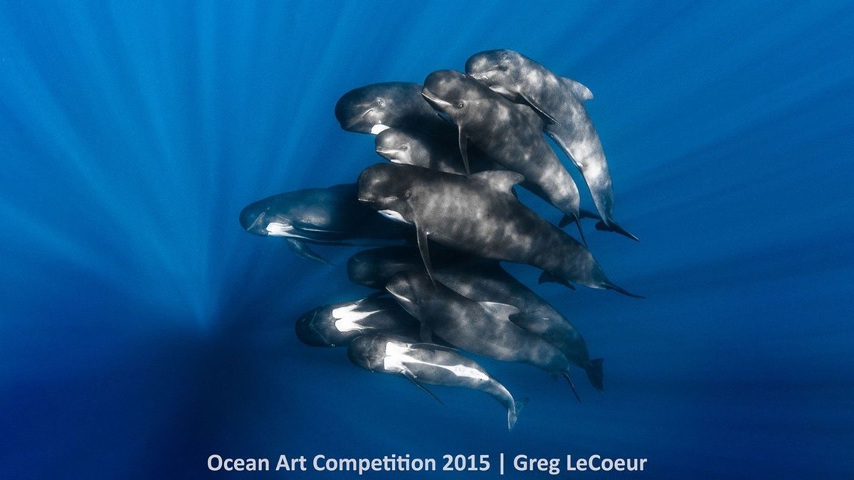 http---mashable.com-wp-content-gallery-underwater-marine-photography-4