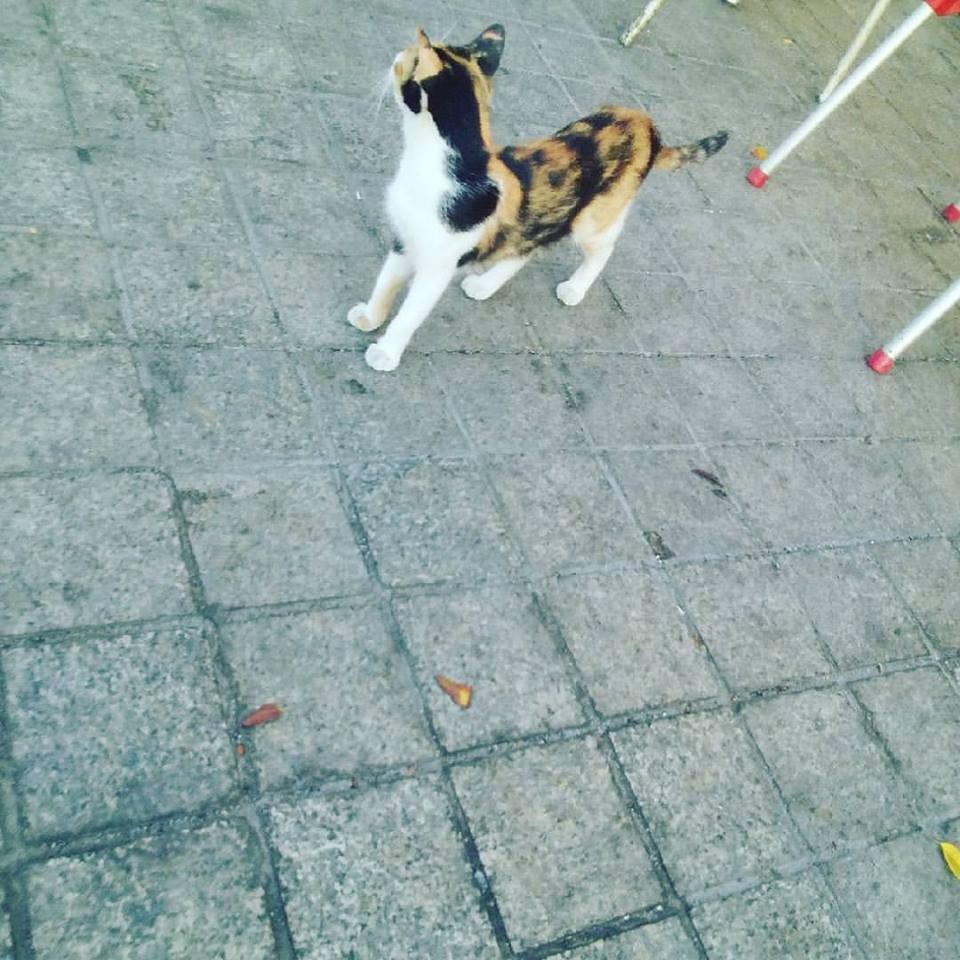 20840766_10212370484648790_8654454109949899091_n