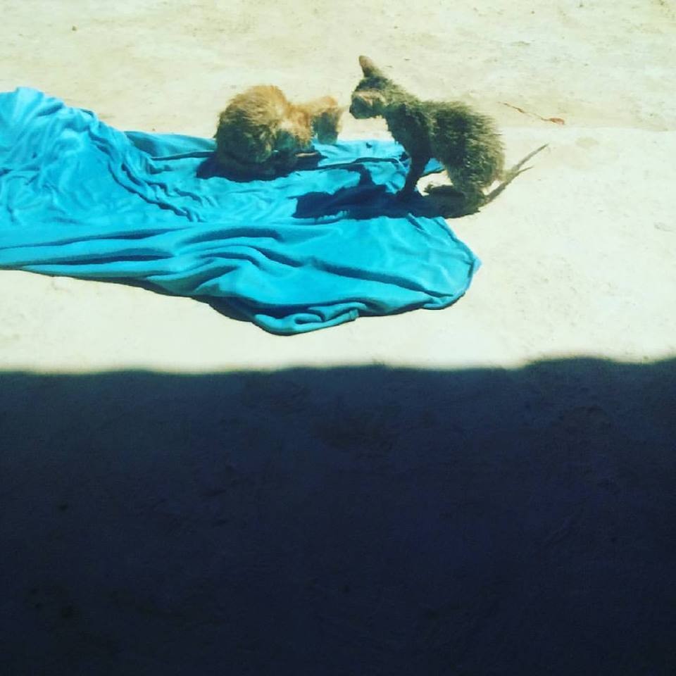 19113576_10211766744275658_137662552957536414_n