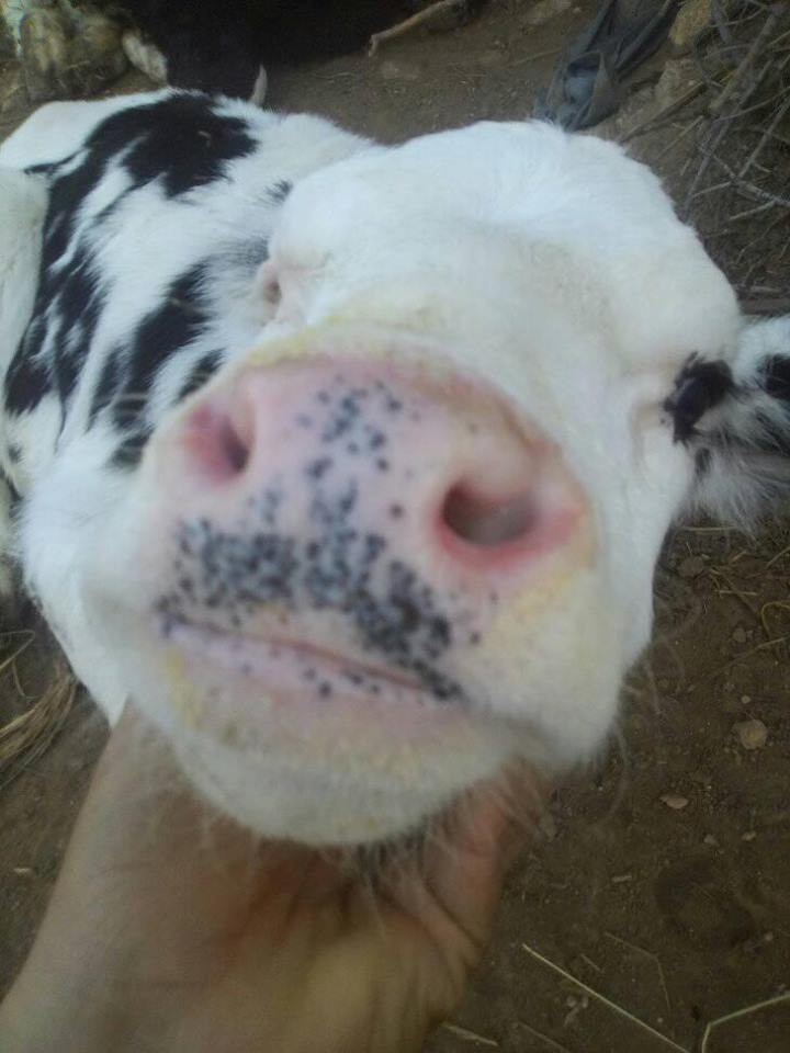 17098381_10210857334820990_2516110960169712719_n