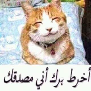 9537_1688485418102493_4215182765110482114_n