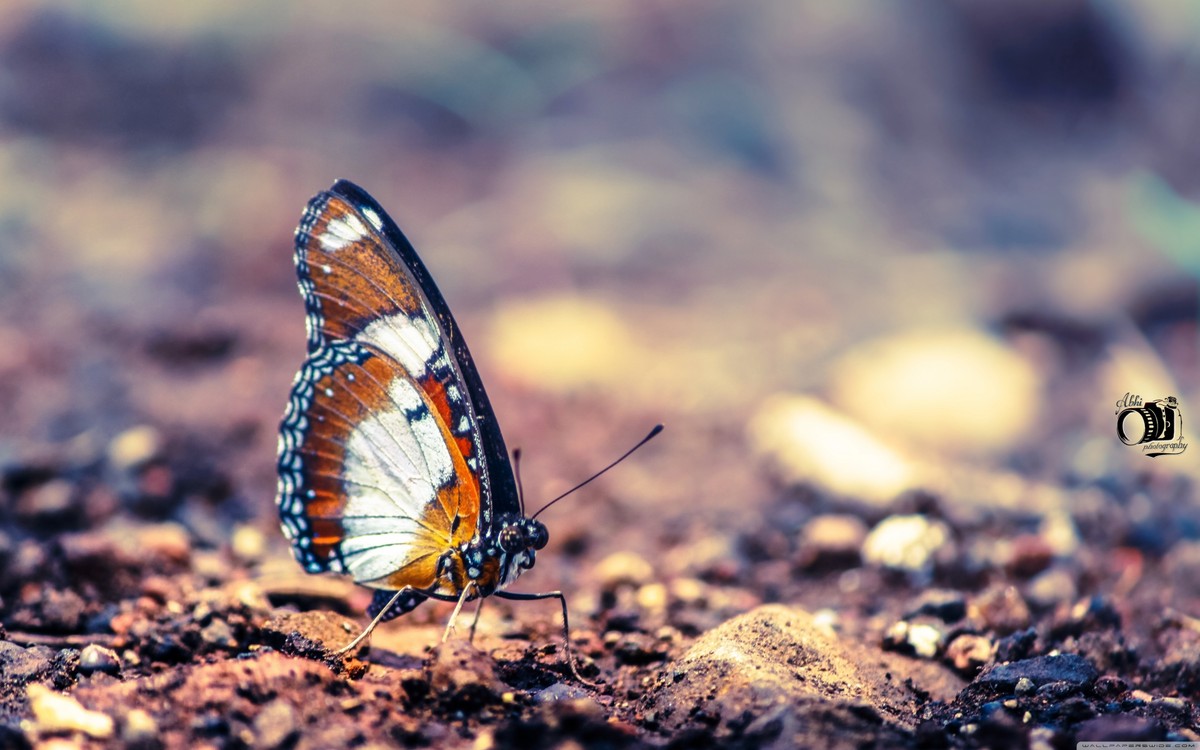 monarch_butterfly-wallpaper-3840x2400