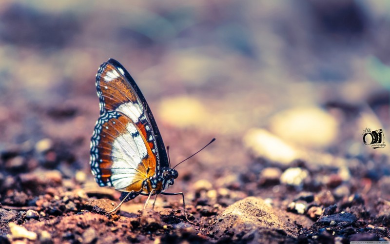 monarch_butterfly-wallpaper-3840x2400