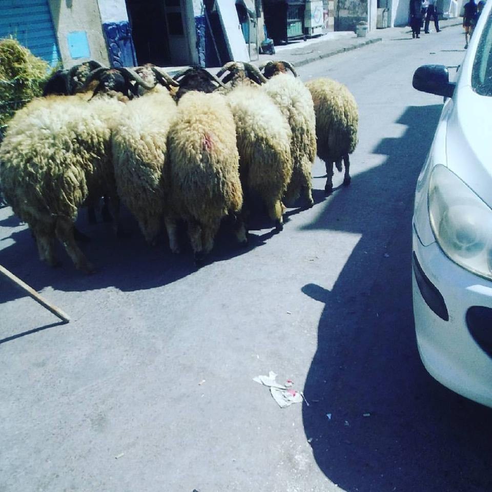 20882312_10212375239567660_5586373268809185714_n