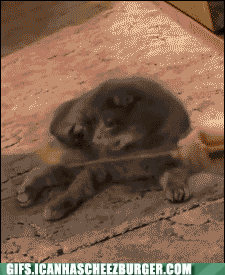 gifstache.com_194_1341879119