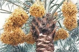 images__1_