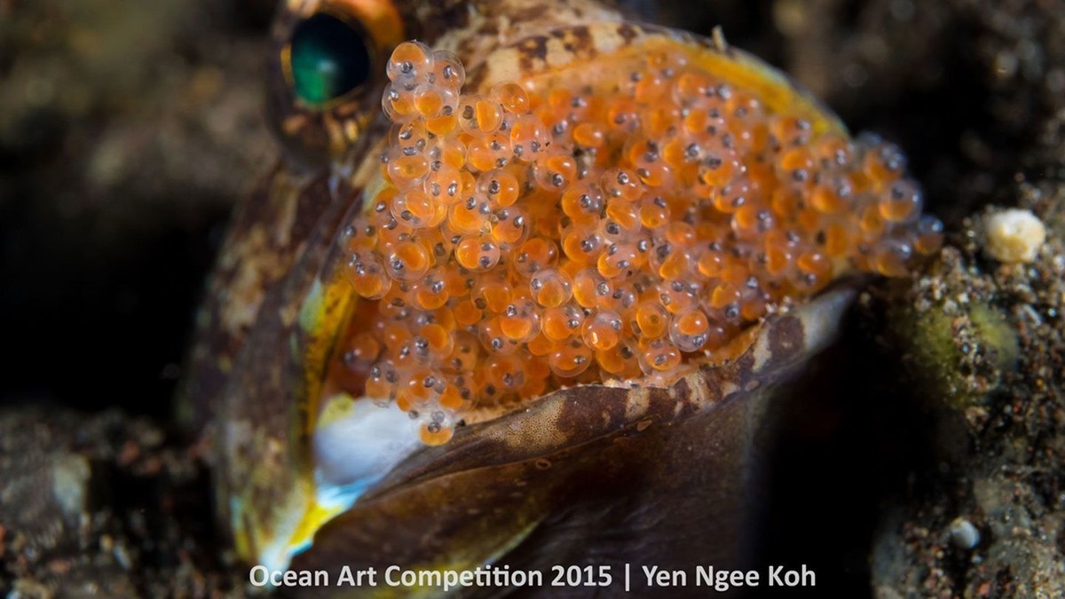 http---mashable.com-wp-content-gallery-underwater-marine-photography-8