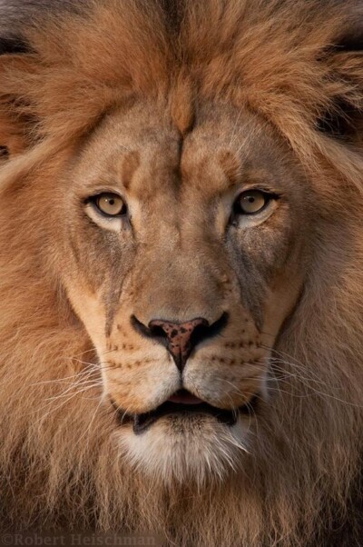 خلفيات-اسد-2