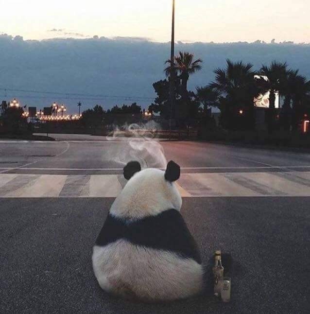 14573003_172157679857042_5934769945290288159_n