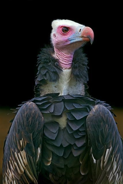 This_vulture_knows_what_s_up_with_Pantone_s_colors_of_the_year__check_out_his_rose_quartz_and_serenit