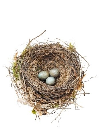 9111293-detail-of-blackbird-eggs-in-nest-isolated-on-white