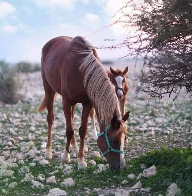 7708_1016518198438392_1777286497713256928_n