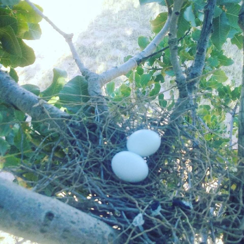 18952936_10211727921705118_3495036994564758304_n