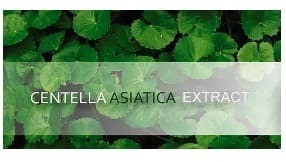 مستخلص سنتيلا اسياتيكا | Centella Asiatica Extract
