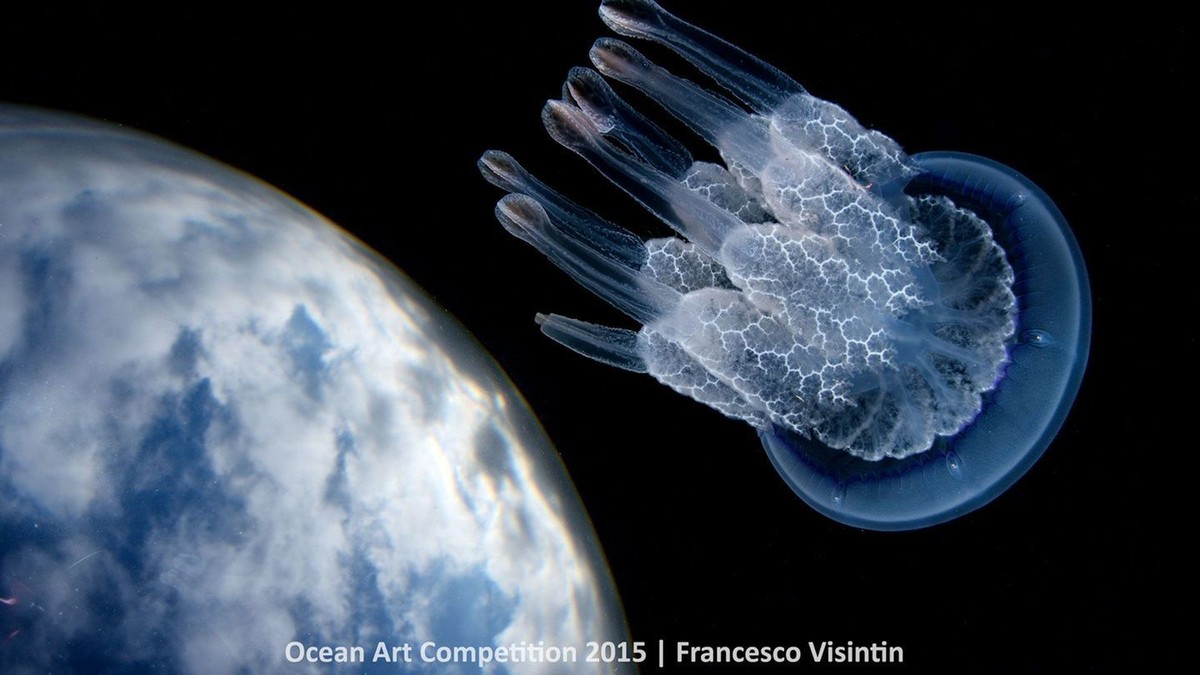 http---mashable.com-wp-content-gallery-underwater-marine-photography-2