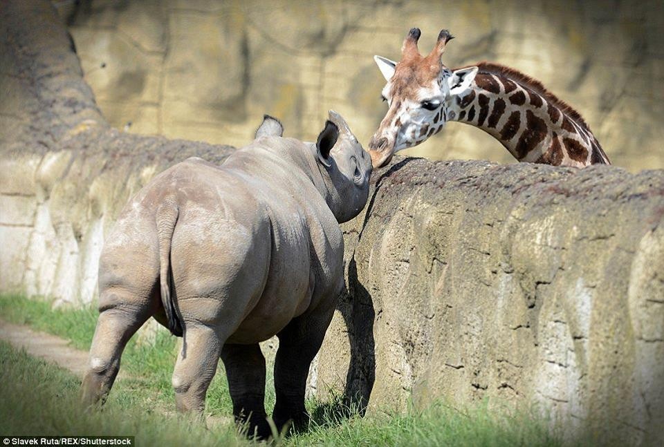 13442421_975965515852473_6056221628704288878_n