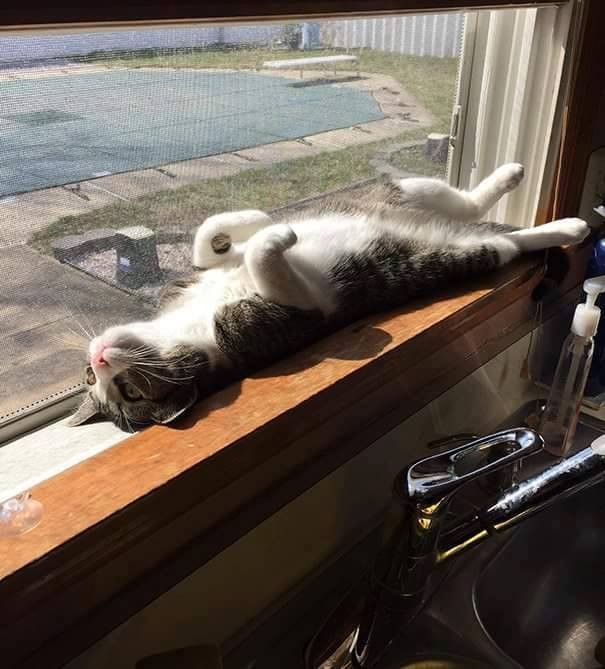 12923273_1218536764823599_5962342281138310499_n