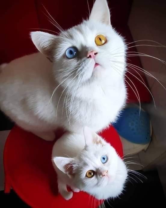 FB_IMG_1579703055651