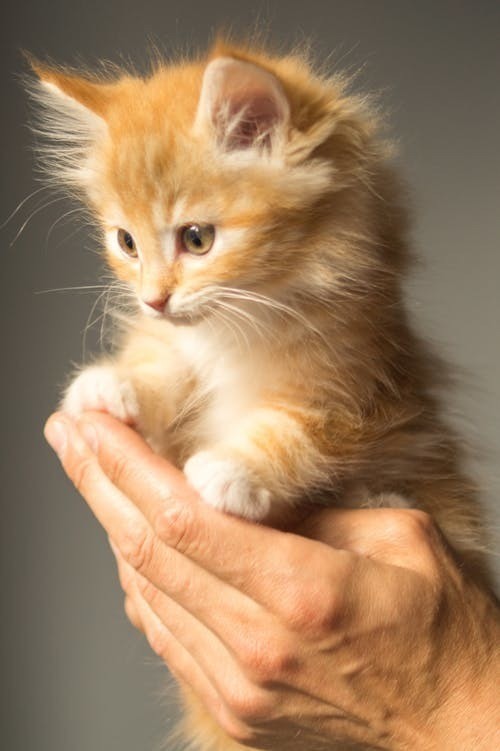 animal-cute-kitten-cat