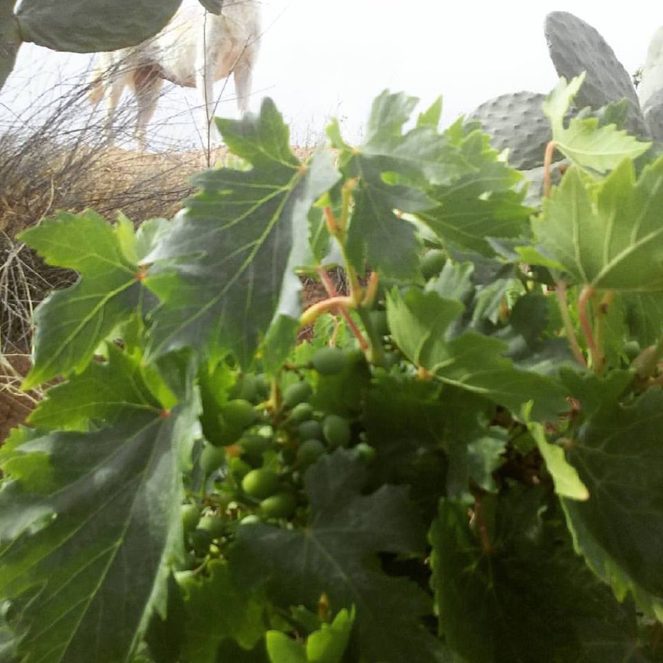 19059485_10211759947265737_6086486281734497342_n