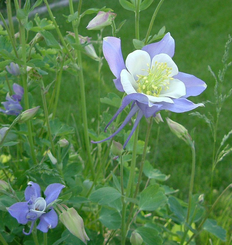 Colorado_Blue_Columbine