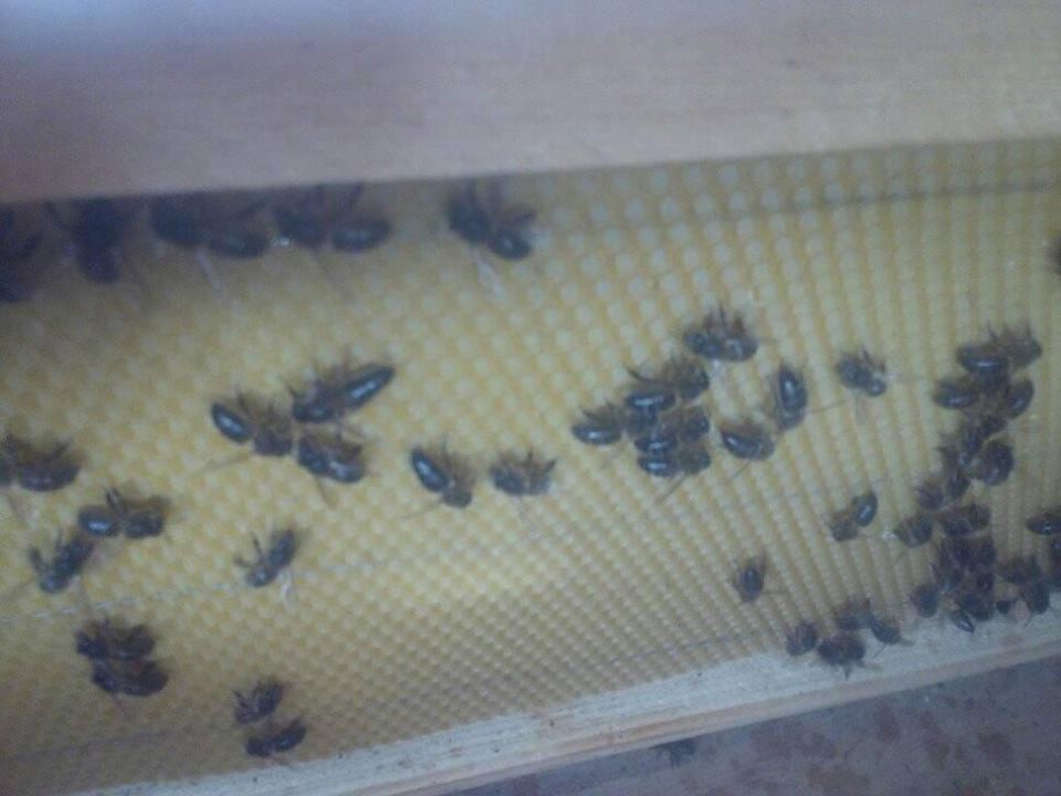 16938573_10210778432088471_3704879604654989677_n