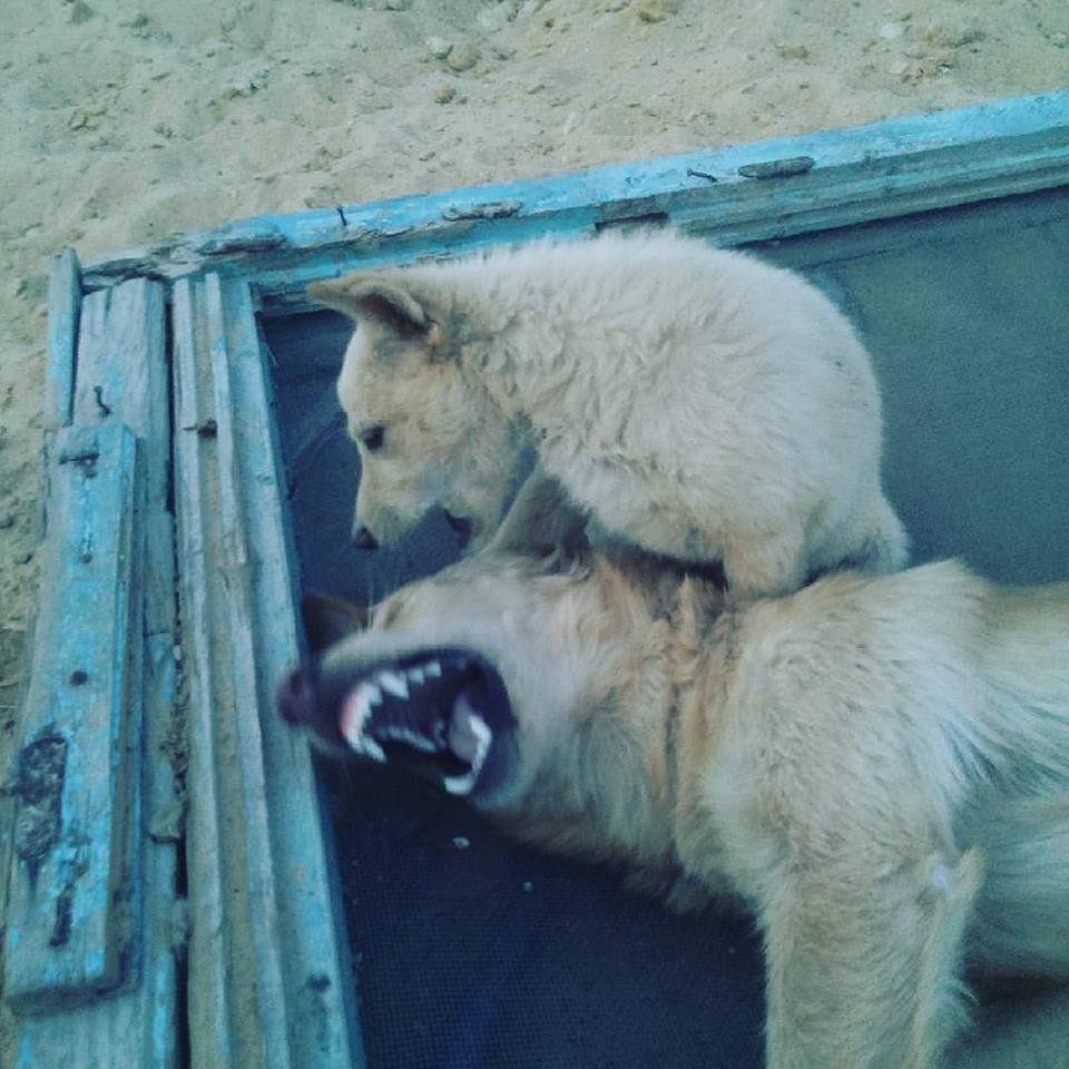 19105689_10211792442918108_6930082641539597323_n