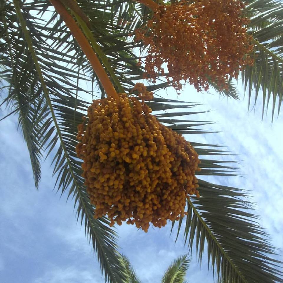 20799159_10212347556475600_4441267531930627602_n