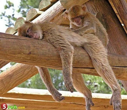 704c1c0577426482af01f709d069d774-1