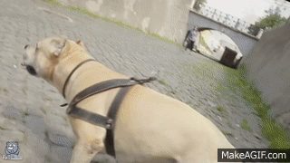 كلب يمارس رياضة الباركور
