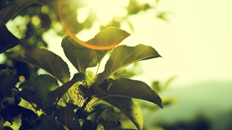 green-nature-photo-4