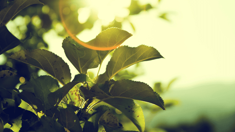 green-nature-photo-4