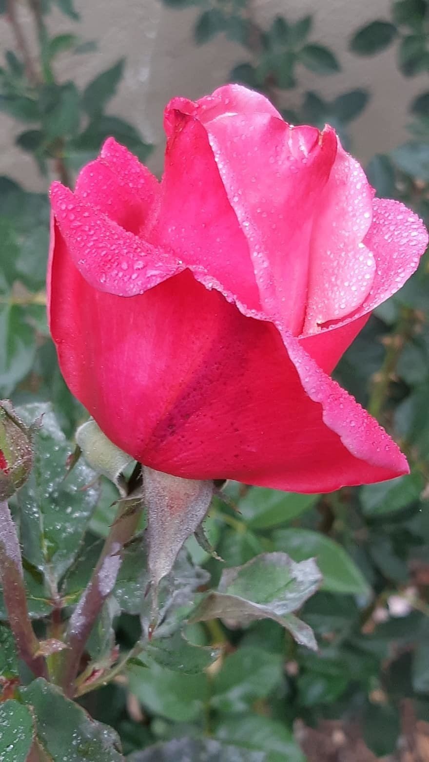 rain-is-a-great-rose-red-roses-red