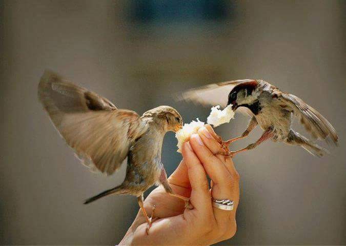 1915813_1681181815460985_1516772253589680437_n